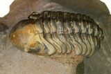 Reedops Trilobite - Lghaft , Morocco #164637-2